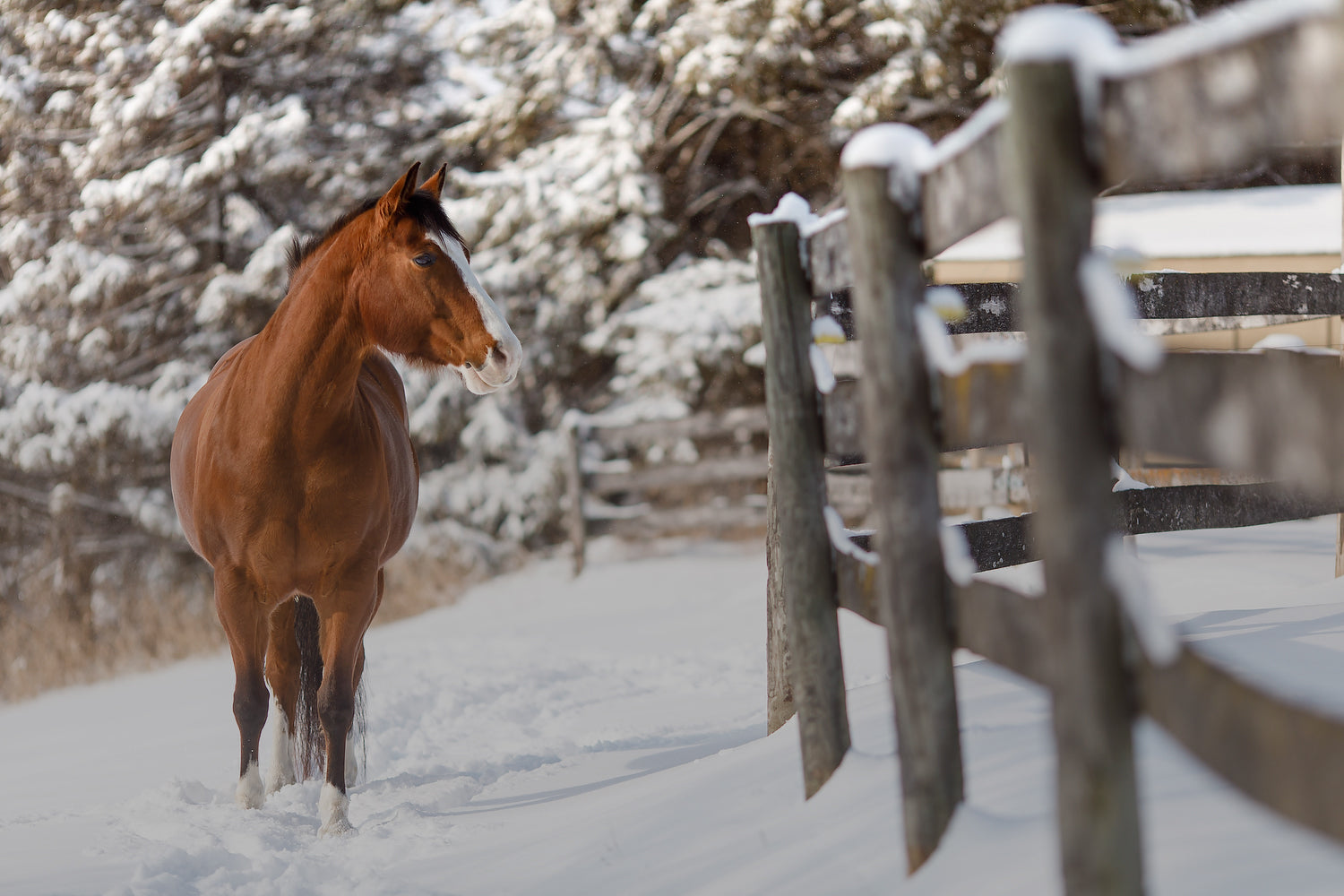 Chestnut colored horse in the wintertime near a fence.