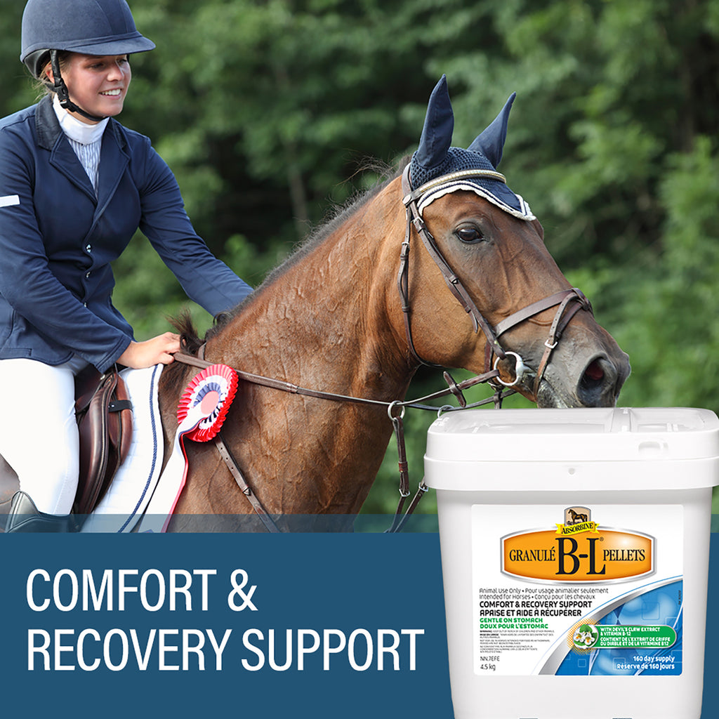 Absorbine B-L supplement pellets, comfort & recovery support.  Woman riding a chestnut colored horse with a red ribbon on its reins.