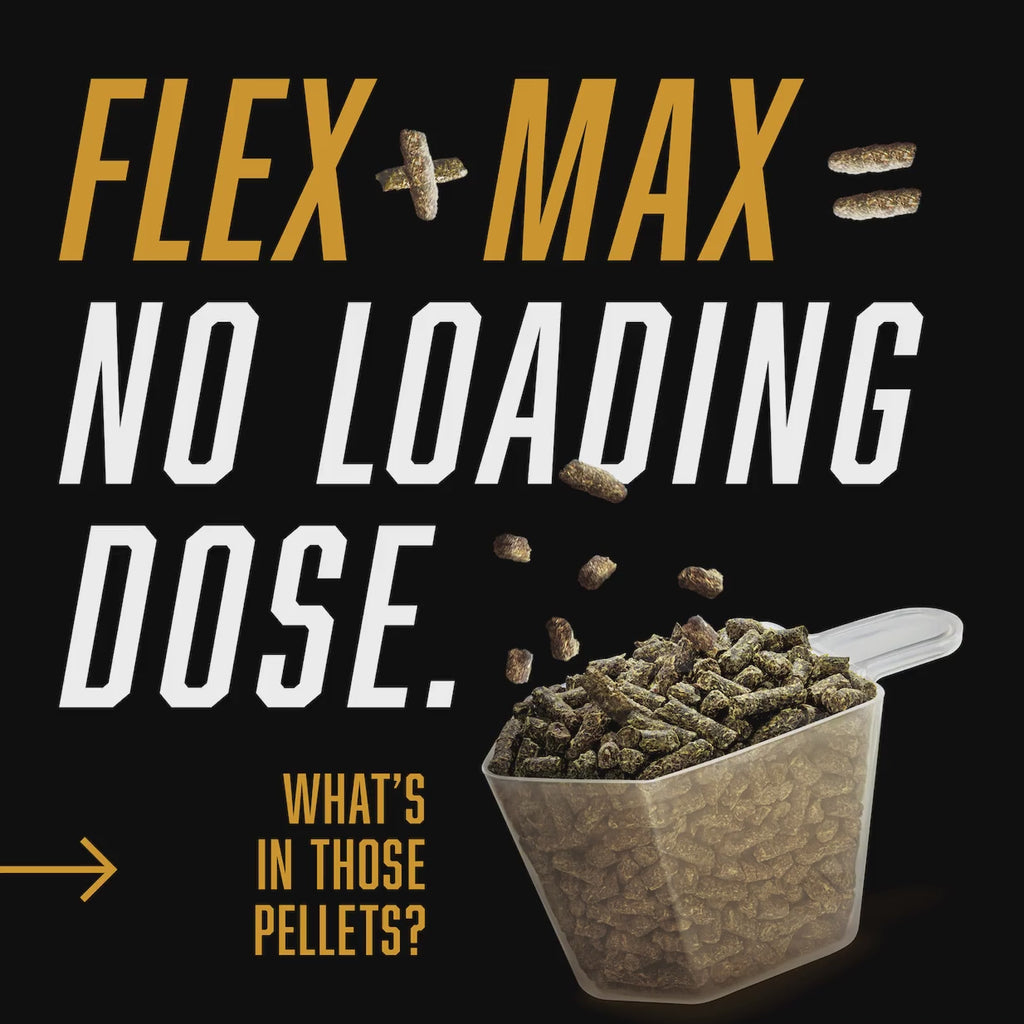 Flex plus Max equals no loading dose, picture of a translucent scoop with the Flex plus Max supplement product in the scoop.
